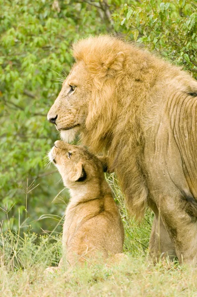 Büyük erkek aslan yavrusu ile — Stok fotoğraf