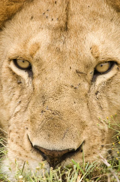 Cara de leão de perto — Fotografia de Stock