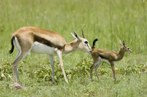 新生儿瞪羚和母亲 — 图库照片