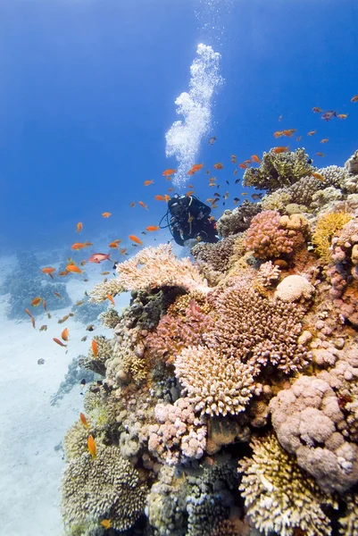 Taucher und Korallen — Stockfoto