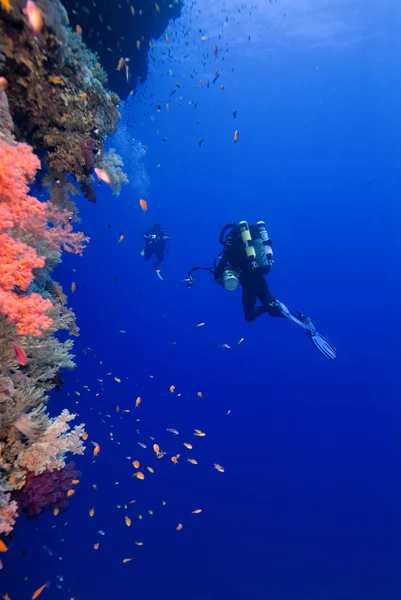 Tuffatori e coralli — Foto Stock