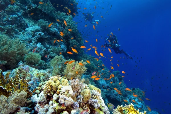 上一个色彩缤纷的珊瑚礁潜水者 — 图库照片