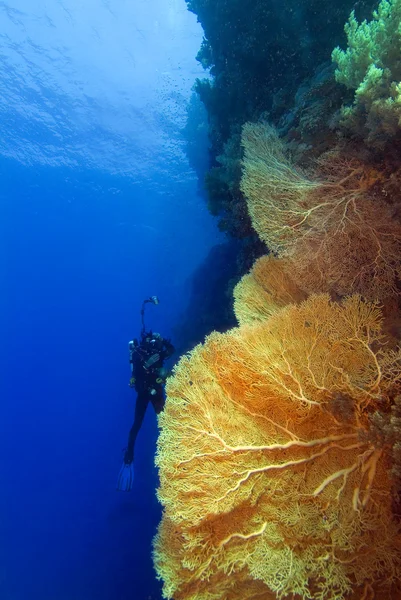Diver e grande fan della Gorgonia — Foto Stock
