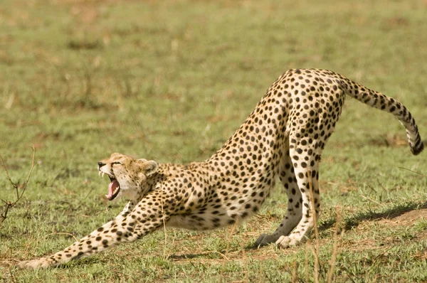 猎豹在肯尼亚的马赛马拉 图库图片