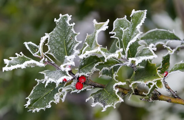 Holly.