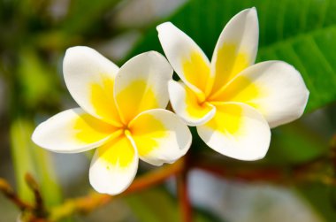 oryantal frangipani çiçek Tayland