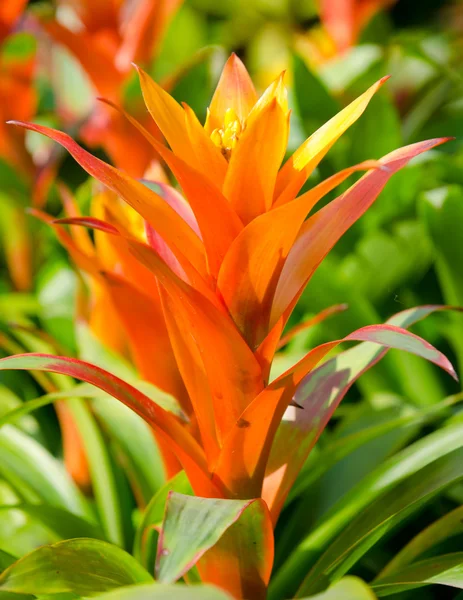 stock image Oriental flower in Thailand