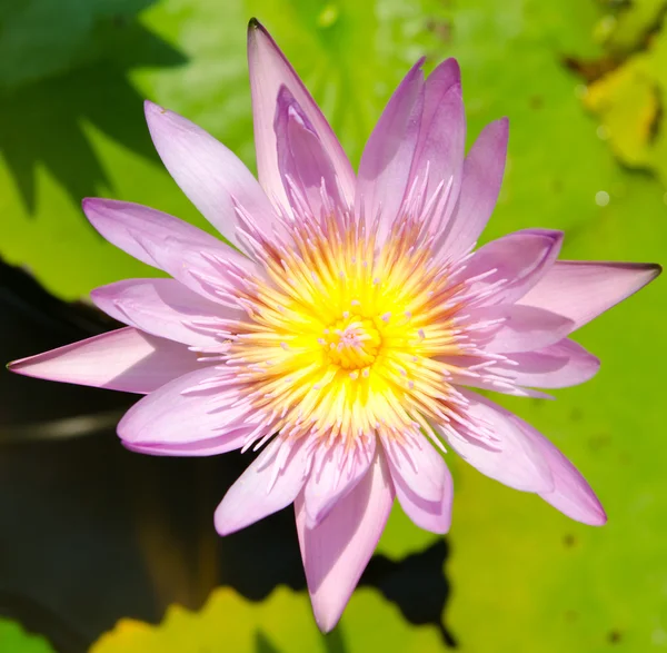 stock image Water lilies in Thailand