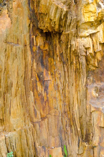 stock image Fossilized tree