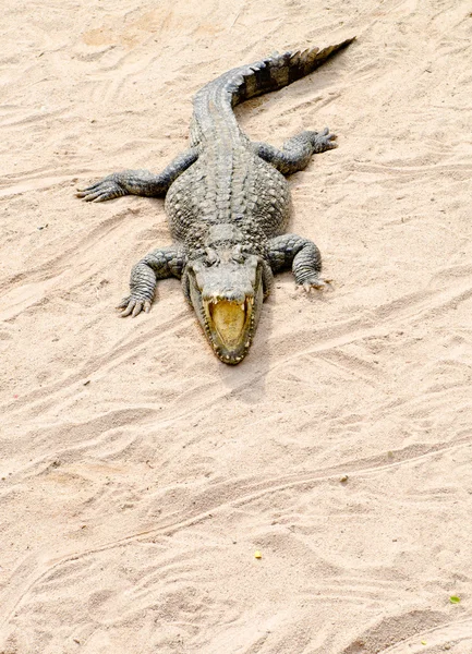 Krokodil Sand Vor Kamera Mit Offenem Maul — Stockfoto