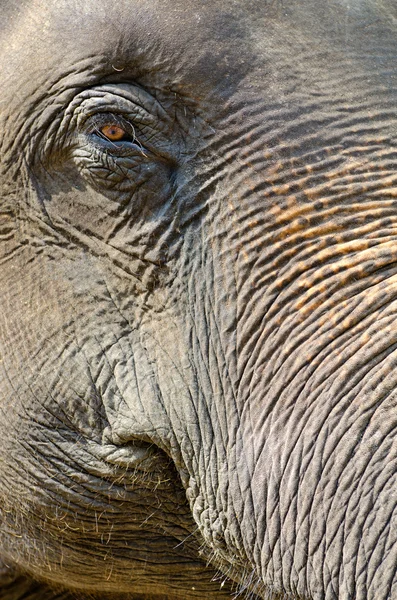 Close Elefante Asiático — Fotografia de Stock