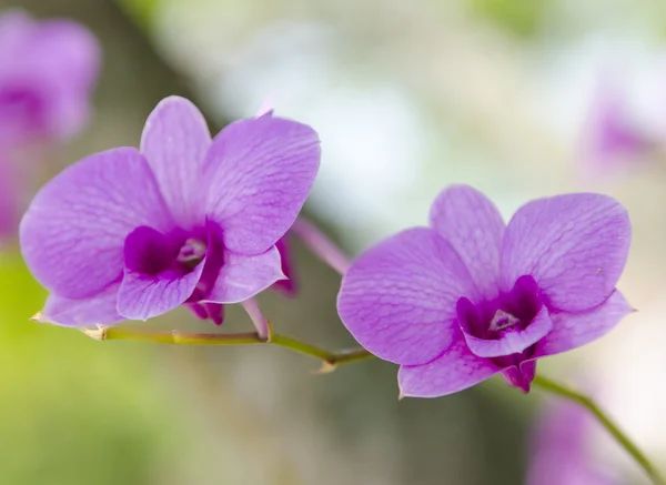 stock image Oriental flowers from Thailand