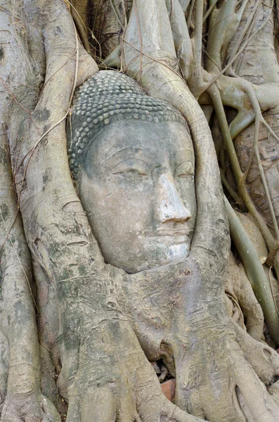 Buddhova hlava v kořenech stromů — Stock fotografie