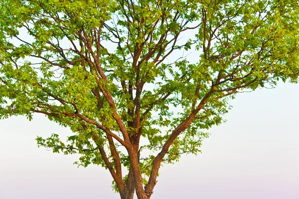 stock image Isolated tree