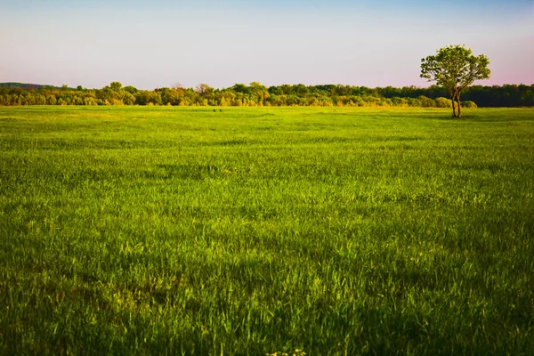 stock image Summer Landscape