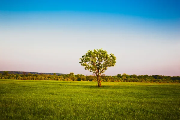 stock image Summer Landscape