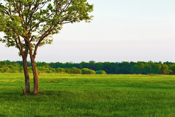 Grama ao redor da árvore no campo — Fotografia de Stock