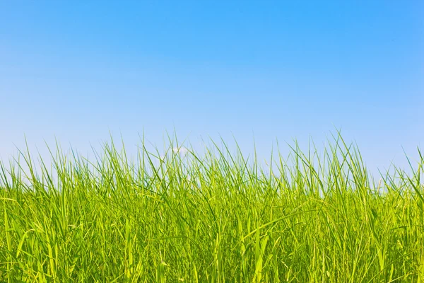 Trawa zdrowy — Zdjęcie stockowe