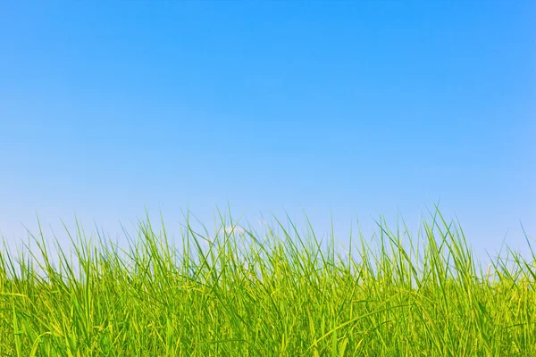 健康な草 — ストック写真
