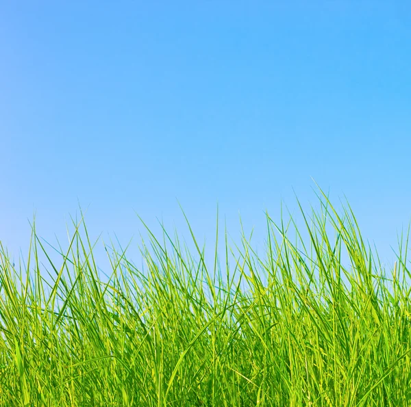 Здоровий трави — стокове фото