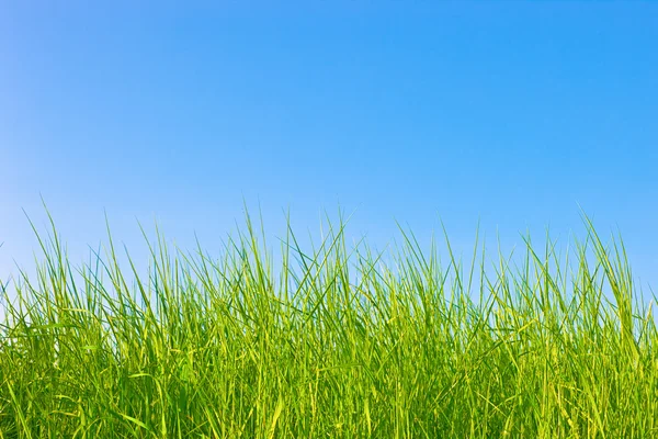 건강 한 잔디 — 스톡 사진