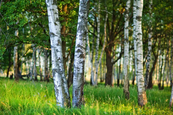 stock image Birch forest