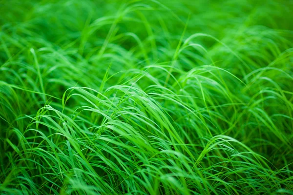 stock image Healthy grass