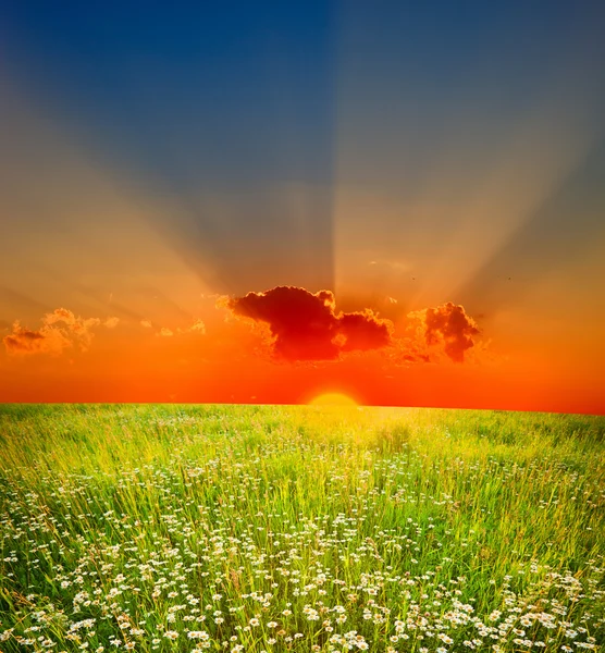 Літнього сонця — стокове фото