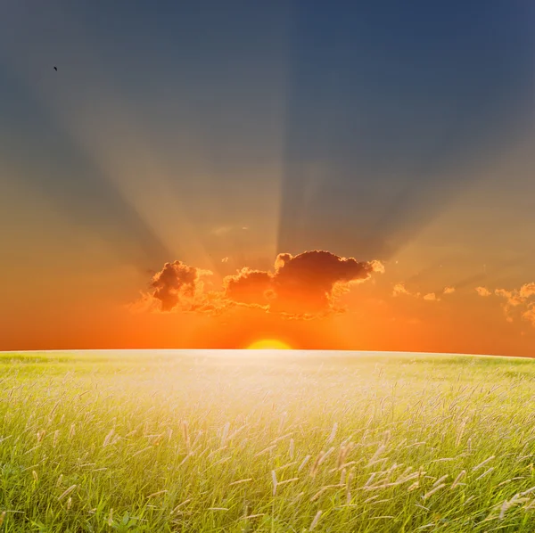 Літнього сонця — стокове фото