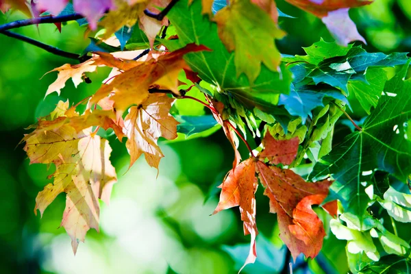 Φύλλα σφένδαμου το χρώματα του φθινοπώρου — Φωτογραφία Αρχείου