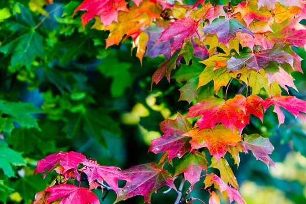 Folhas de bordo em pinturas de outono — Fotografia de Stock