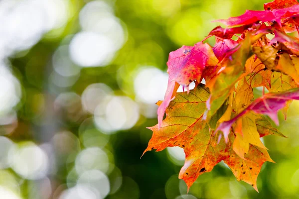Foglie d'acero in vernici di autunno — Foto Stock