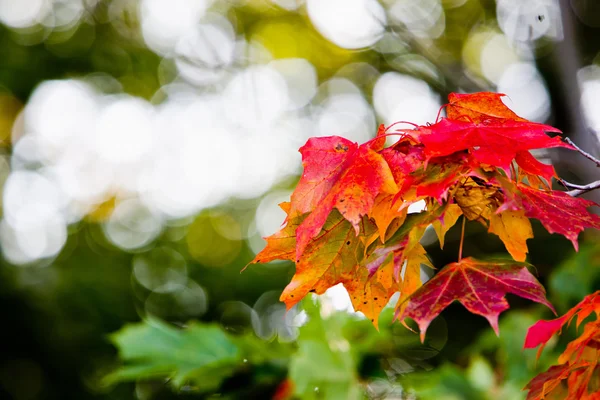 Feuilles d'érable dans les peintures d'automne — Photo