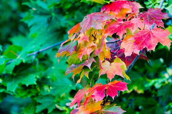 Las hojas de arce en las pinturas del otoño — Foto de Stock