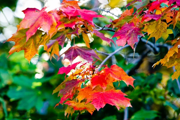 Кленовые листья красками осени — стоковое фото