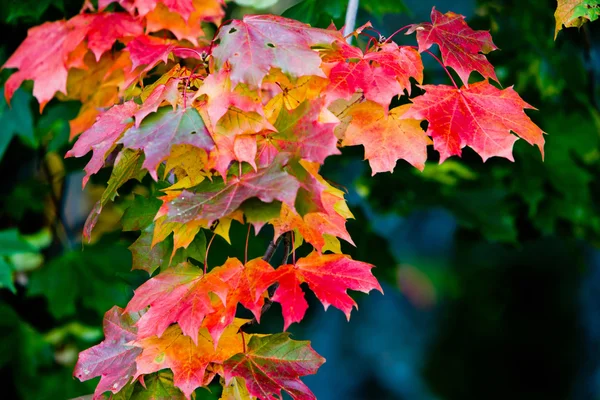 Folhas de bordo em pinturas de outono — Fotografia de Stock