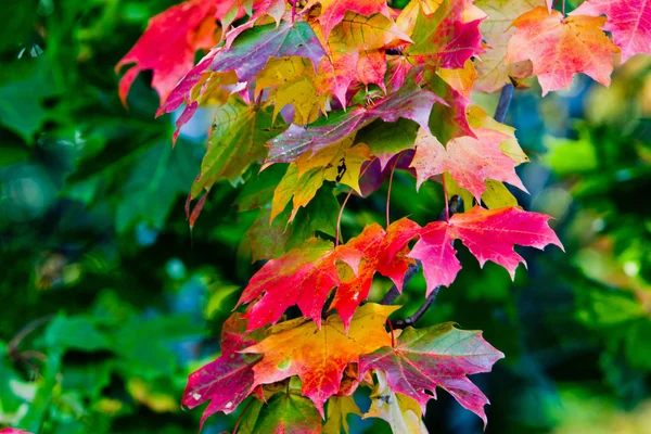 油漆秋天的枫叶 — 图库照片