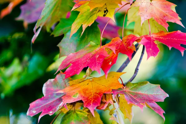 Las hojas de arce en las pinturas del otoño — Foto de Stock