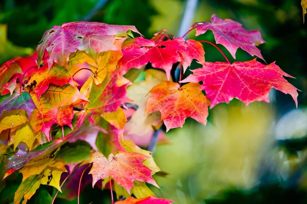 Las hojas de arce en las pinturas del otoño —  Fotos de Stock