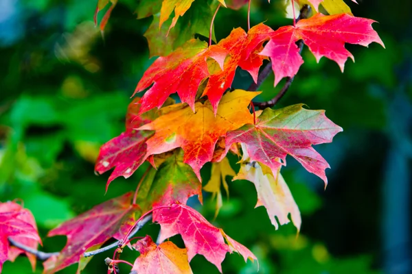 Esdoorn bladeren in verven van de herfst — Stockfoto