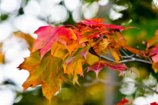 油漆秋天的枫叶 — 图库照片