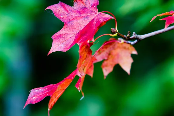 Ahornblätter im Herbst Stockfoto