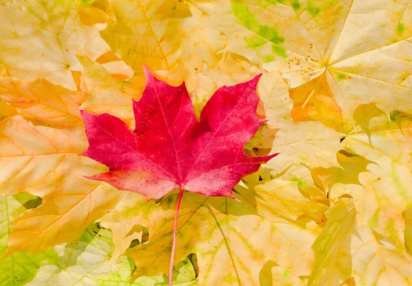 美しい秋の色のカエデの葉 — ストック写真