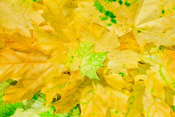 Кленовые листья в красивых осенних цветах — стоковое фото