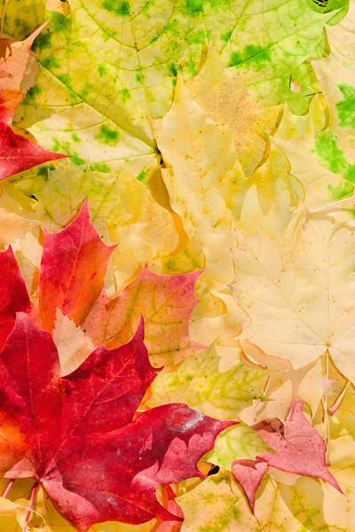 Folhas de bordo em belas cores de outono — Fotografia de Stock