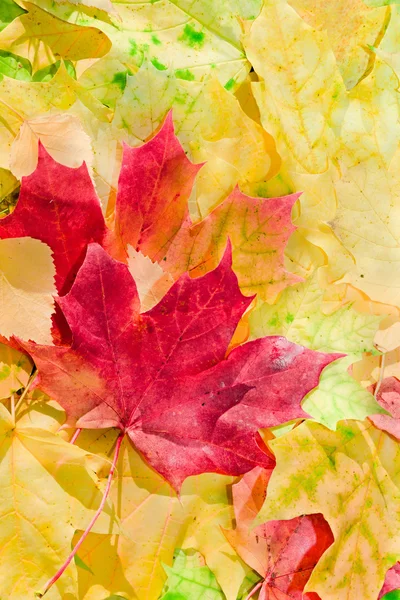 아름 다운가 색에서 단풍 잎 — 스톡 사진