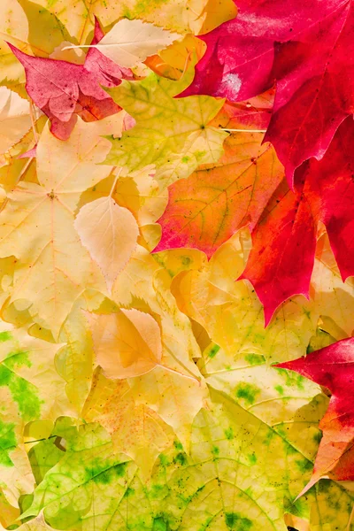 Кленовые листья в красивых осенних цветах — стоковое фото