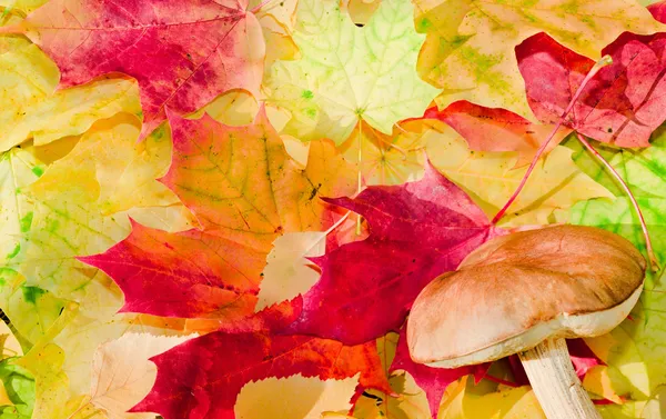 Maple leaves in beautiful autumn colours — Stock Photo, Image