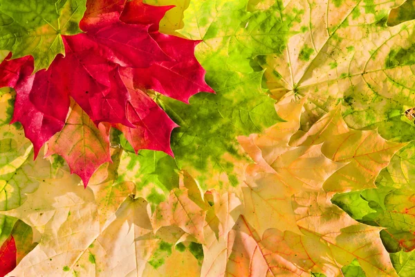 Javorové listy v krásných podzimních barvách — Stock fotografie
