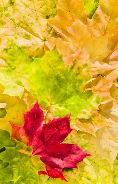 Maple leaves in beautiful autumn colours — Stock Photo, Image
